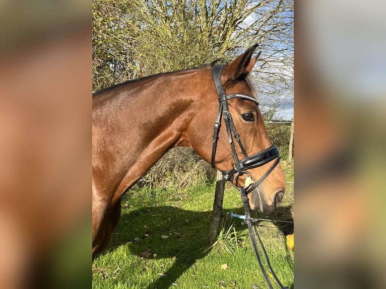 Westphalian Mare 14 years 15,3 hh Brown in Bassum