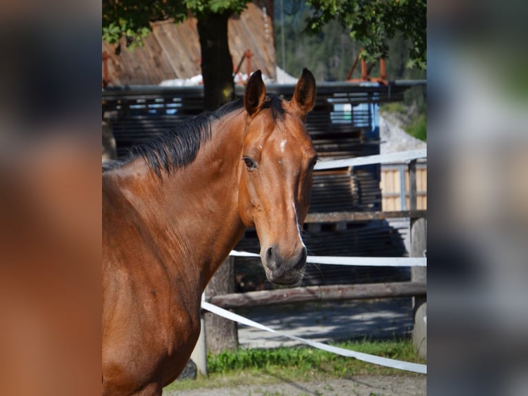 Westphalian Mare 14 years 15,1 hh Brown in Reutte