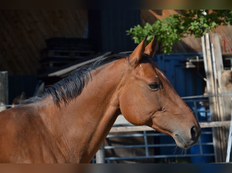 Westphalian Mare 14 years 15,1 hh Brown in Reutte