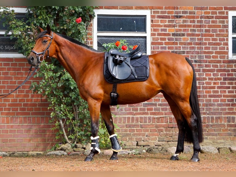 Westphalian Mare 14 years 15,2 hh Brown in Reken