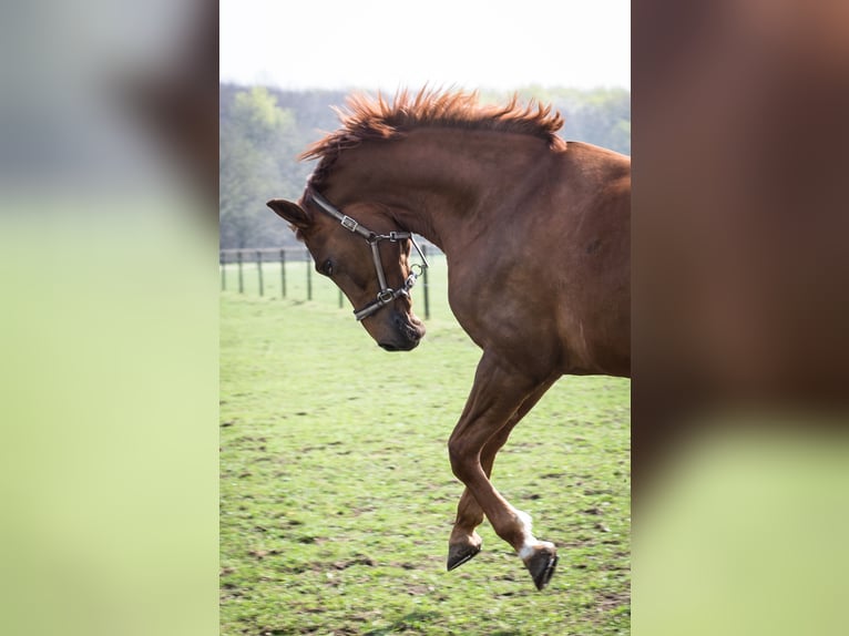 Westphalian Mare 14 years 16.1 hh Chestnut-Red in Köln