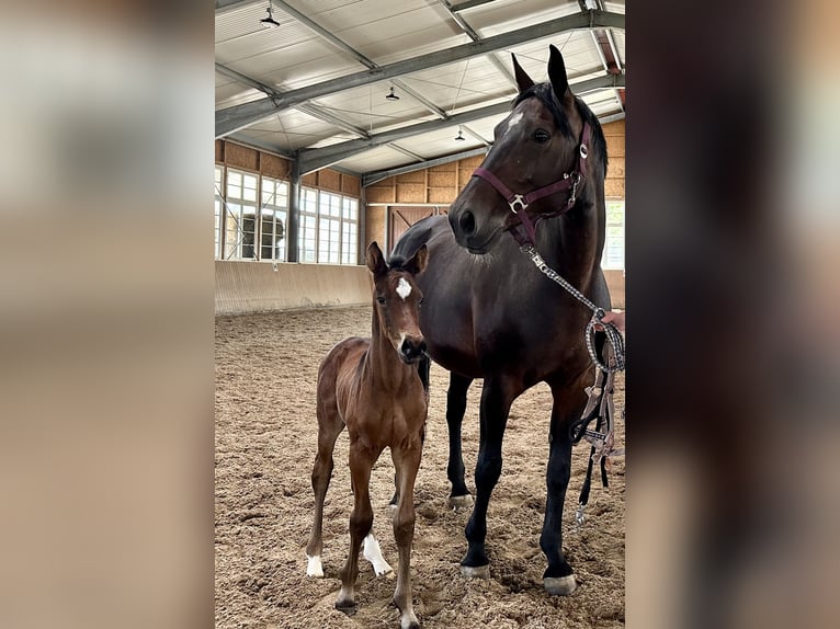 Westphalian Mare 14 years 16,1 hh Smoky-Black in Wernsdorf