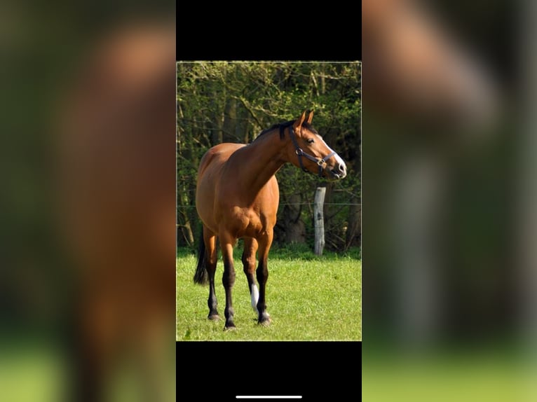 Westphalian Mare 14 years 16,2 hh Brown in Emsbüren