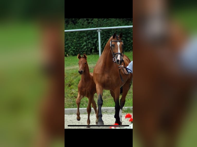 Westphalian Mare 14 years 16,2 hh Brown in Emsbüren