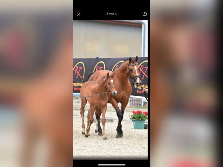 Westphalian Mare 14 years 16,2 hh Brown in Emsbüren