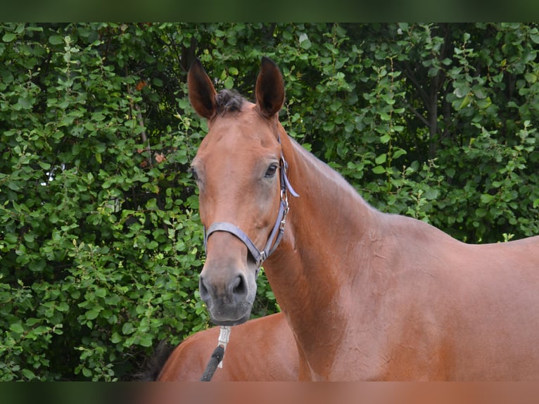 Westphalian Mare 14 years 16,3 hh Brown in Dorsten