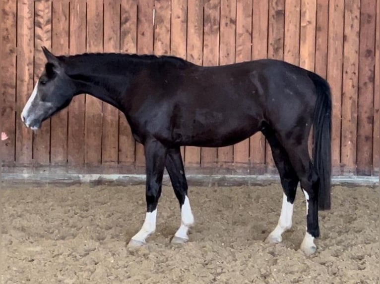 Westphalian Mare 14 years 16,3 hh Gray in Lastrup