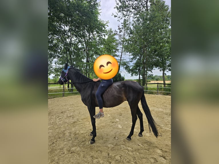 Westphalian Mare 14 years 16 hh Bay-Dark in Sendenhorst