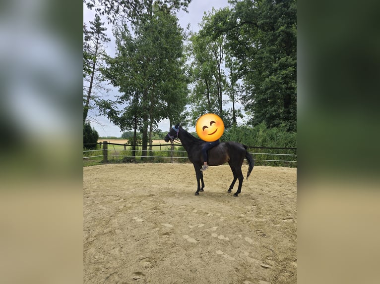Westphalian Mare 14 years 16 hh Bay-Dark in Sendenhorst
