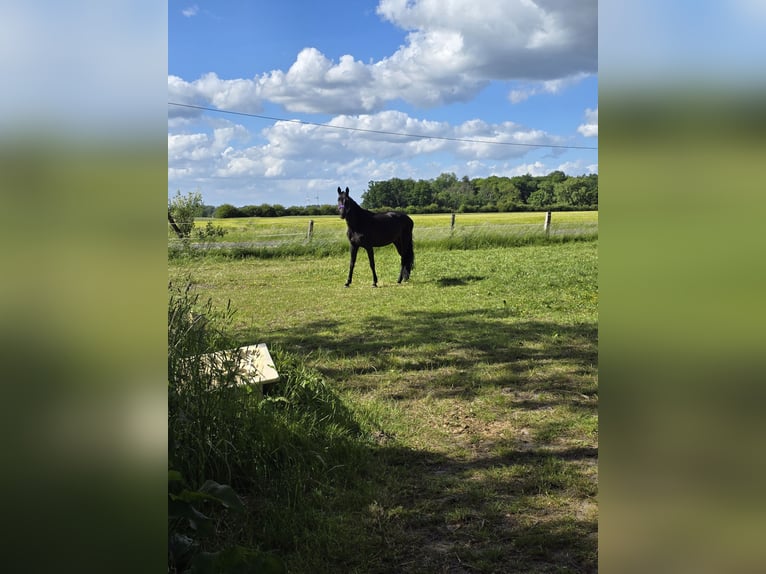 Westphalian Mare 14 years 16 hh Bay-Dark in Sendenhorst