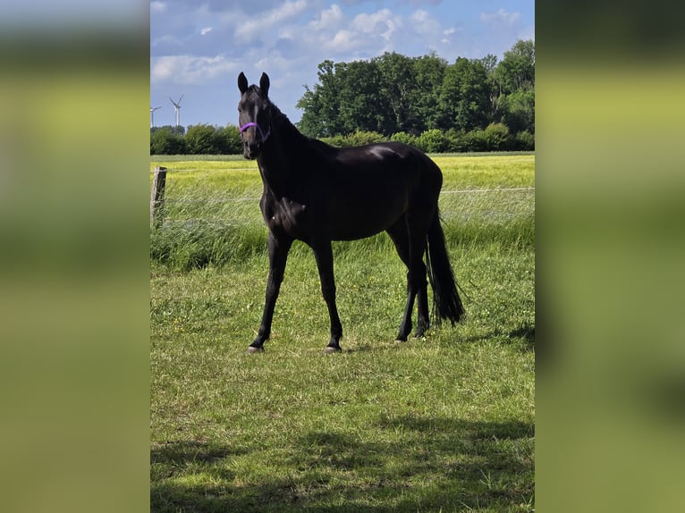 Westphalian Mare 14 years 16 hh Bay-Dark in Sendenhorst
