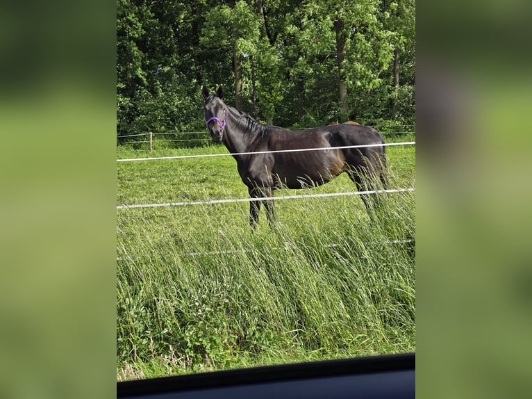 Westphalian Mare 14 years 16 hh Bay-Dark in Sendenhorst