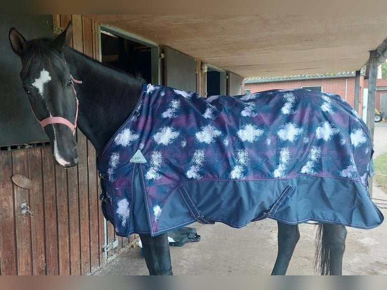 Westphalian Mare 14 years 16 hh Bay-Dark in Rahden
