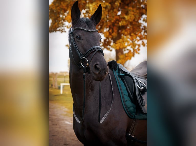 Westphalian Mare 14 years 16 hh Black in Soest