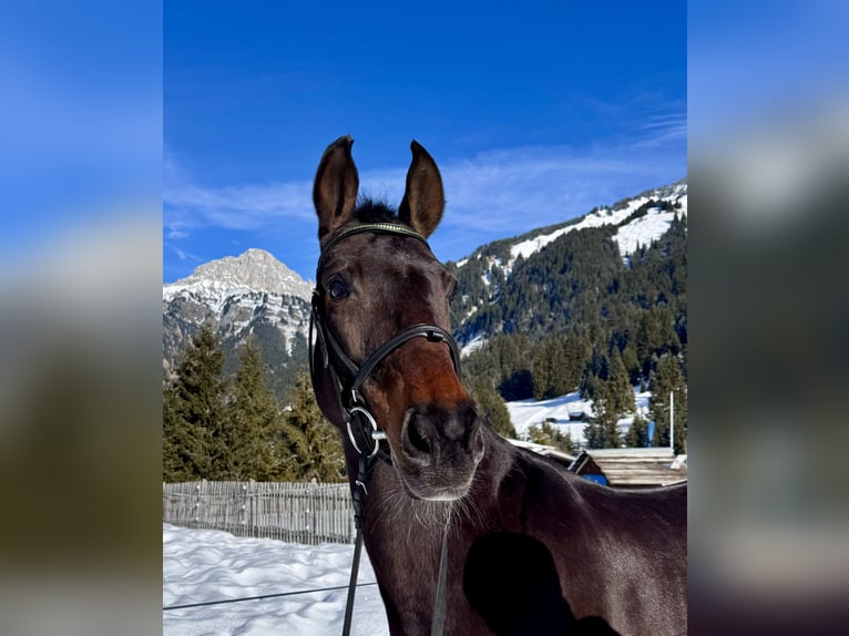 Westphalian Mare 14 years 16 hh Brown in Nesselwängle