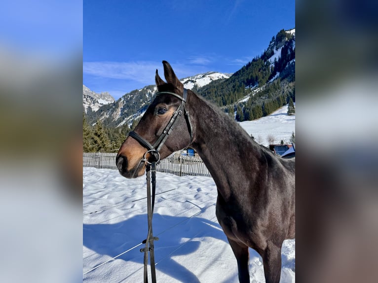 Westphalian Mare 14 years 16 hh Brown in Nesselwängle