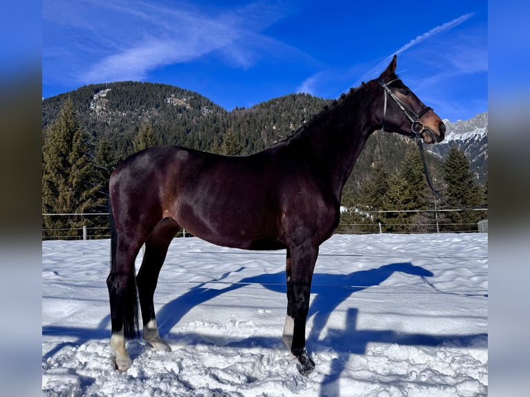 Westphalian Mare 14 years 16 hh Brown in Nesselwängle