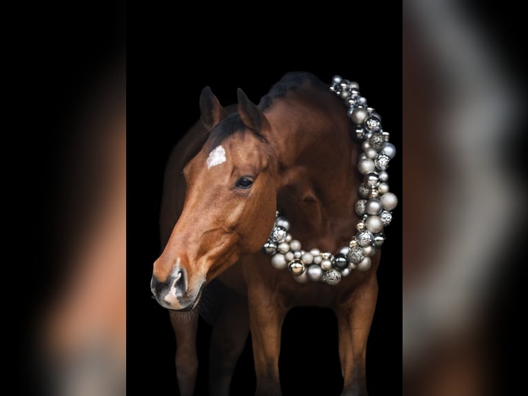 Westphalian Mare 14 years 16 hh Brown in Groß-Zimmern