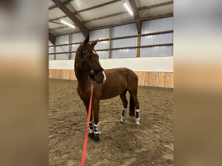 Westphalian Mare 14 years 16 hh Chestnut-Red in Sendenhorst