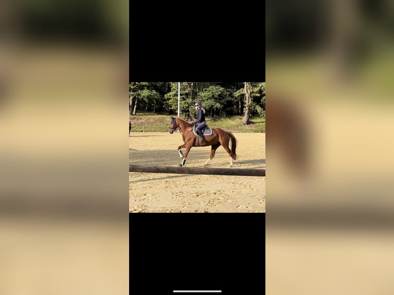 Westphalian Mare 14 years 16 hh Chestnut-Red in Sendenhorst