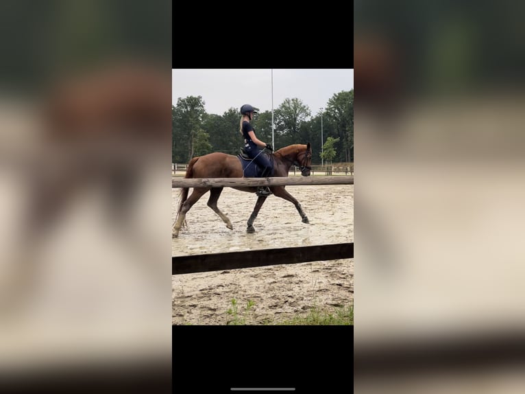 Westphalian Mare 14 years 16 hh Chestnut-Red in Sendenhorst