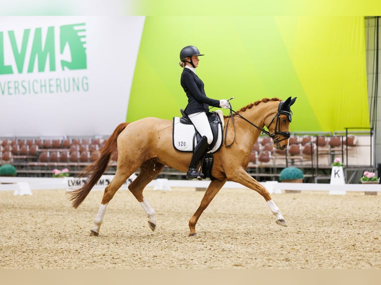 Westphalian Mare 14 years 16 hh Chestnut-Red in Sendenhorst