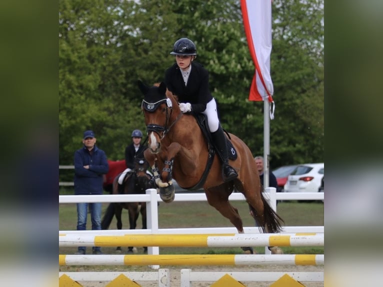 Westphalian Mare 14 years 16 hh Chestnut-Red in Sendenhorst