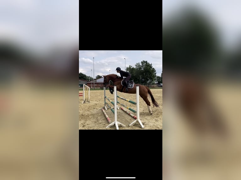 Westphalian Mare 14 years 16 hh Chestnut-Red in Sendenhorst