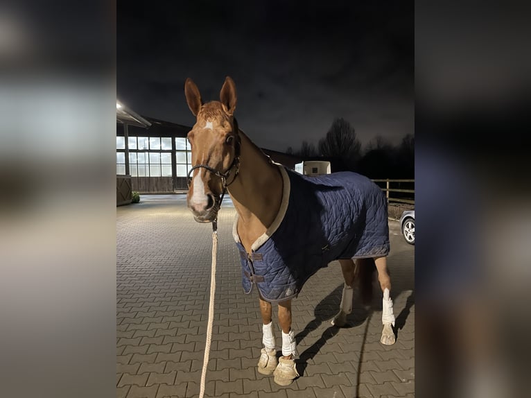 Westphalian Mare 14 years 16 hh Chestnut-Red in Sendenhorst