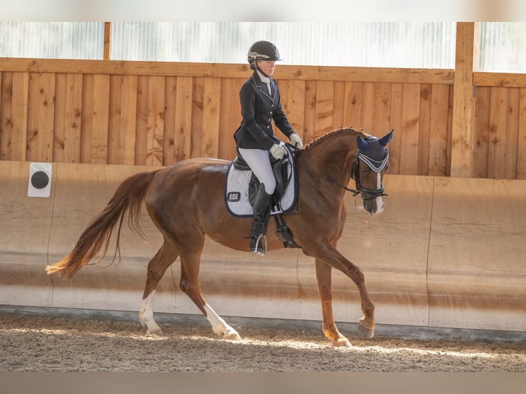 Westphalian Mare 14 years 16 hh Chestnut-Red in Wiesloch