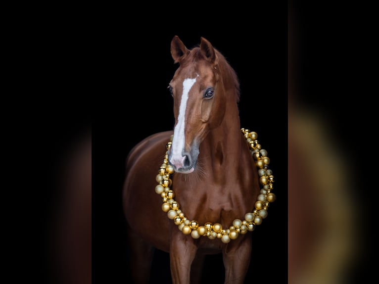 Westphalian Mare 14 years 16 hh Chestnut-Red in Wiesloch