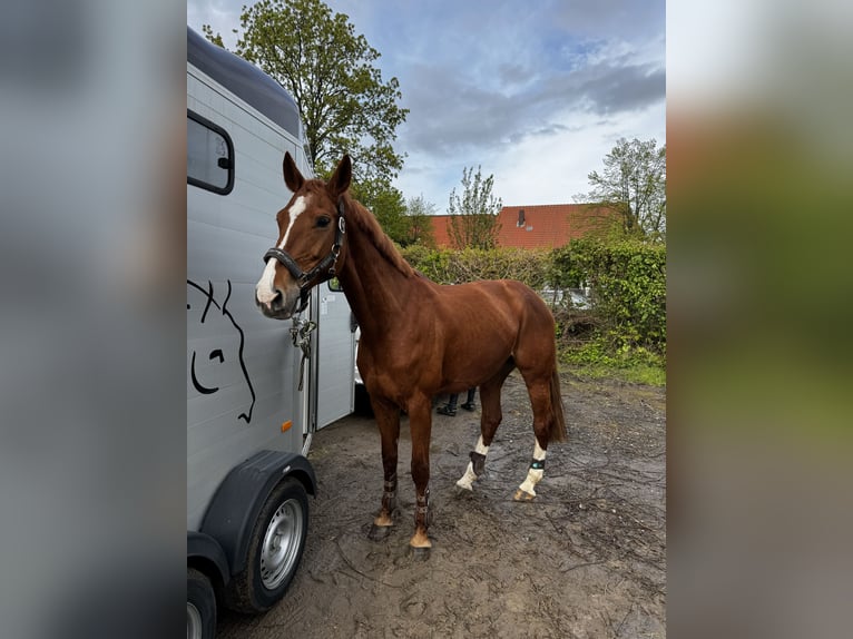 Westphalian Mare 14 years 16 hh Chestnut-Red in Bad Eilsen