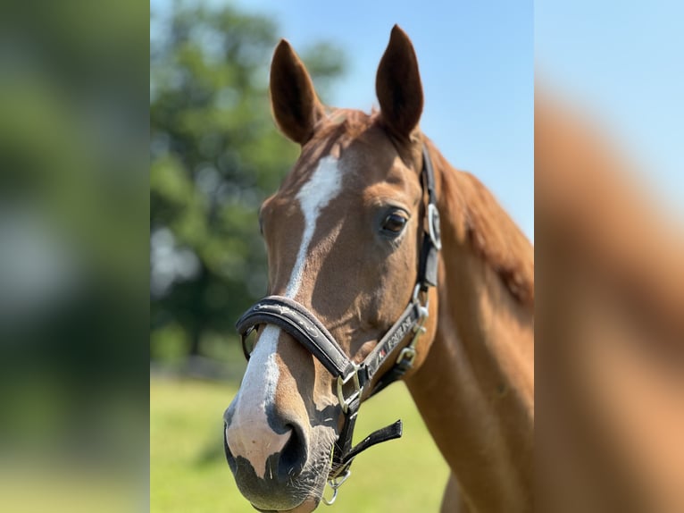 Westphalian Mare 14 years 16 hh Chestnut-Red in Bad Eilsen