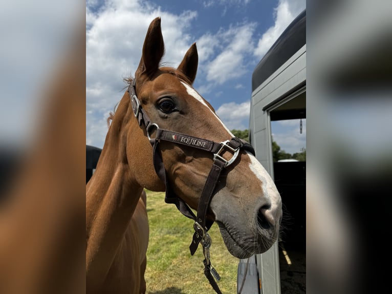 Westphalian Mare 14 years 16 hh Chestnut-Red in Bad Eilsen