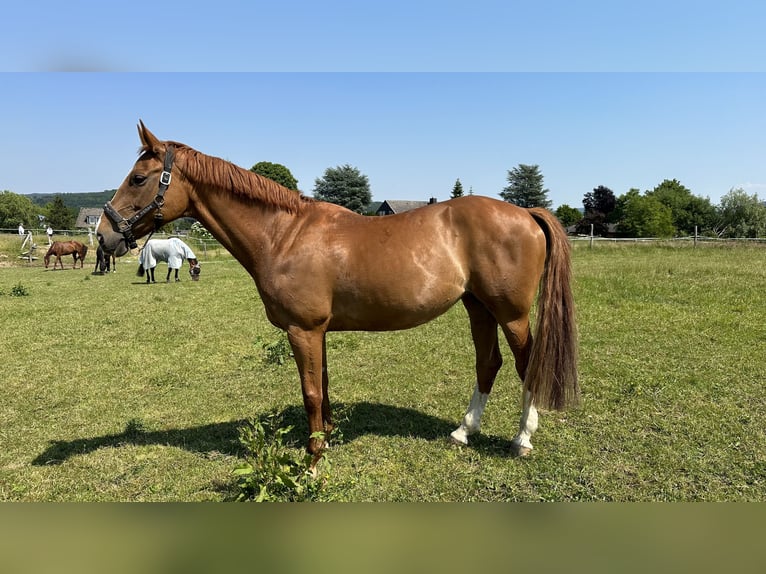 Westphalian Mare 14 years 16 hh Chestnut-Red in Bad Eilsen