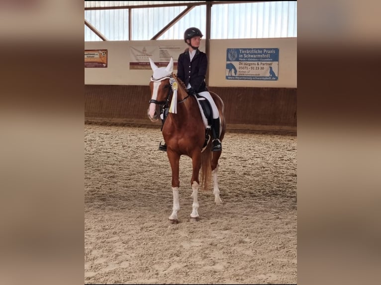 Westphalian Mare 14 years 16 hh Chestnut-Red in Winsen (Aller)