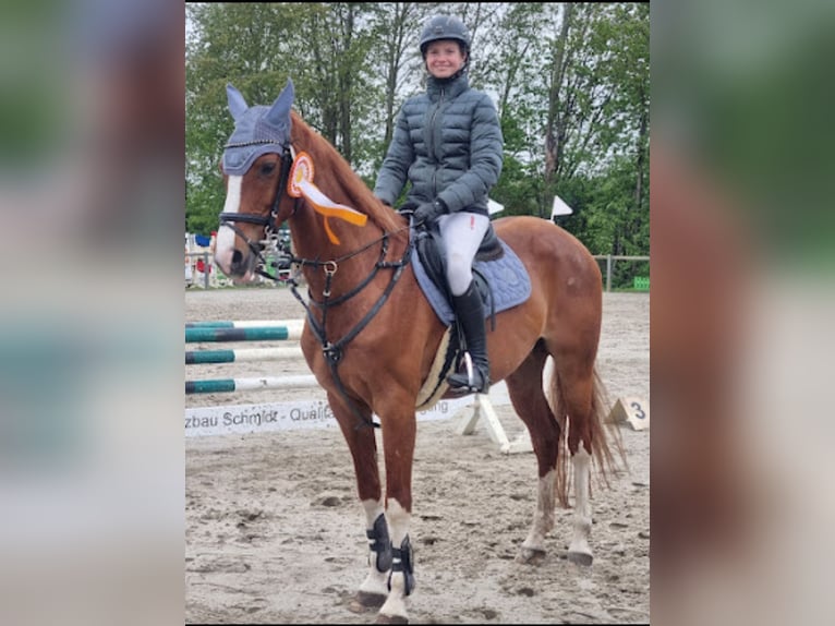 Westphalian Mare 14 years 16 hh Chestnut-Red in Winsen (Aller)