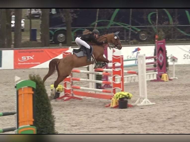 Westphalian Mare 14 years 16 hh Chestnut-Red in Winsen (Aller)