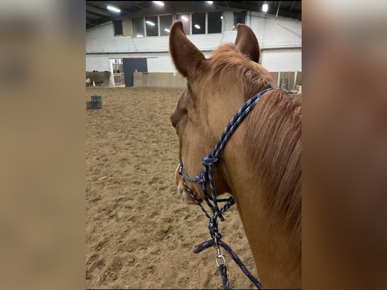 Westphalian Mare 14 years 16 hh Chestnut-Red in Winsen (Aller)