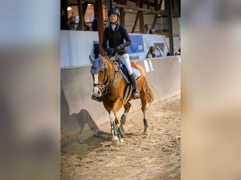 Westphalian Mare 14 years 16 hh Chestnut-Red in Winsen (Aller)