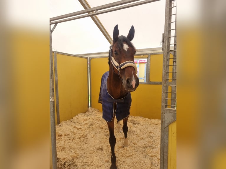 Westphalian Mare 14 years 16,1 hh Bay-Dark in Bad Driburg