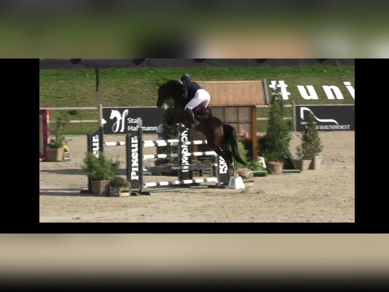 Westphalian Mare 14 years 16,1 hh Bay-Dark in Bad Driburg