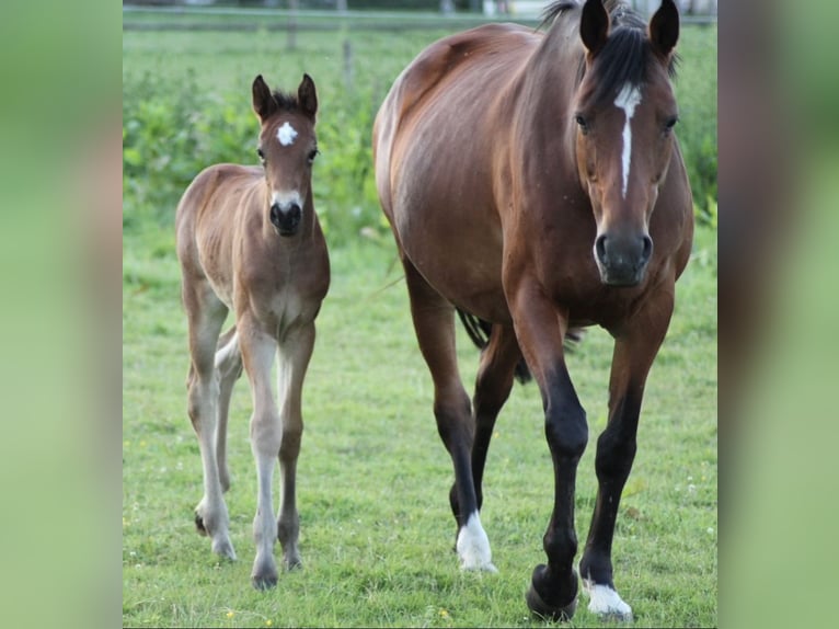 Westphalian Mare 14 years 16,1 hh Brown in Delbr&#xFC;ck