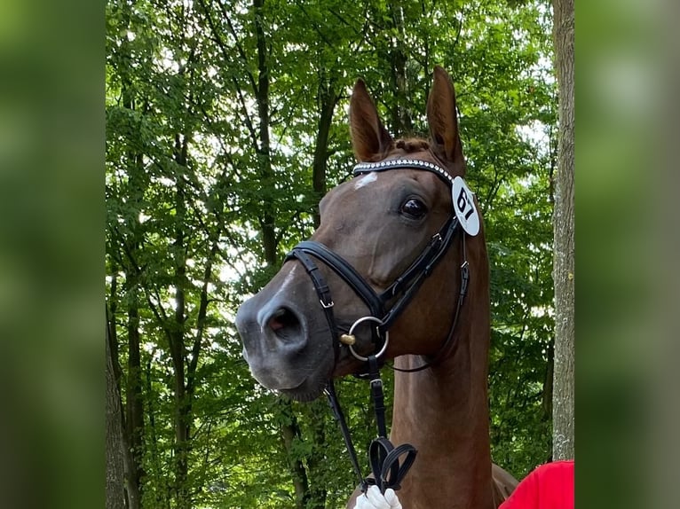 Westphalian Mare 14 years 16,1 hh Chestnut in Dülmen