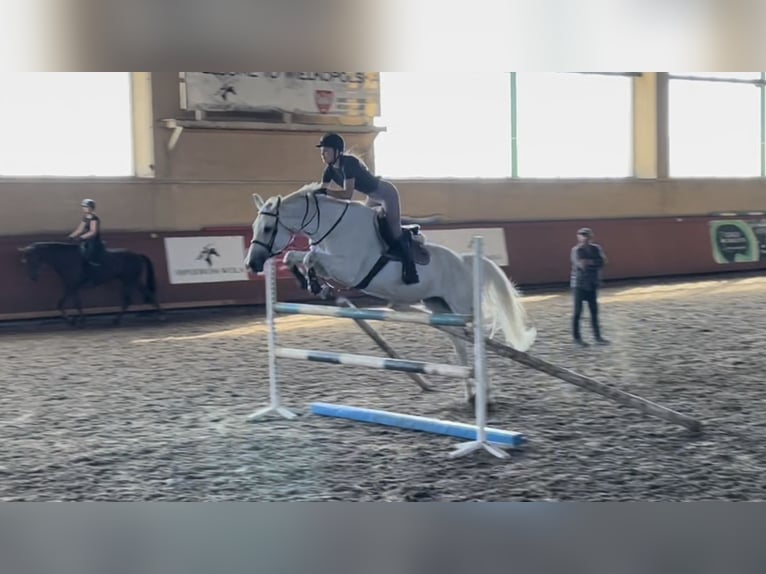 Westphalian Mare 14 years 16,1 hh Grey in Wyszyny