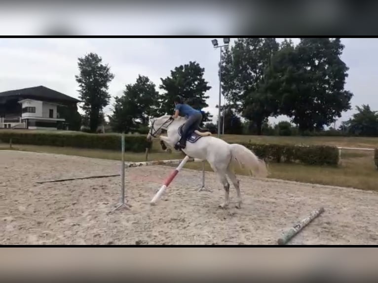 Westphalian Mare 14 years 16,1 hh Grey in Wyszyny