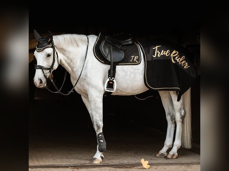 Westphalian Mare 14 years 16,1 hh Grey in Wyszyny