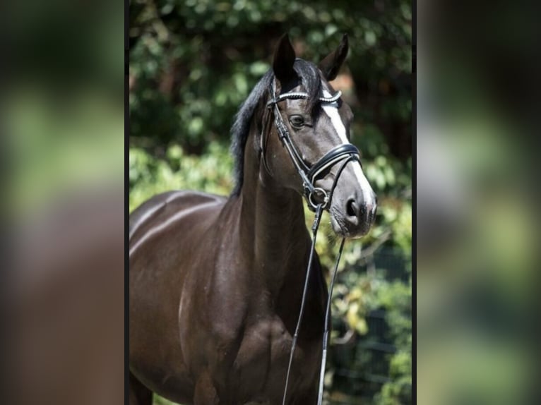Westphalian Mare 14 years 16,2 hh Black in M&#xF6;nchengladbach