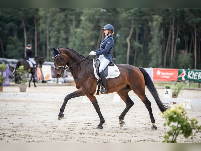 Westphalian Mare 14 years 16,2 hh Brown in Melle
