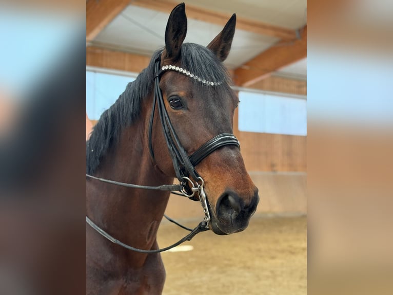Westphalian Mare 14 years 16,2 hh Brown in Melle